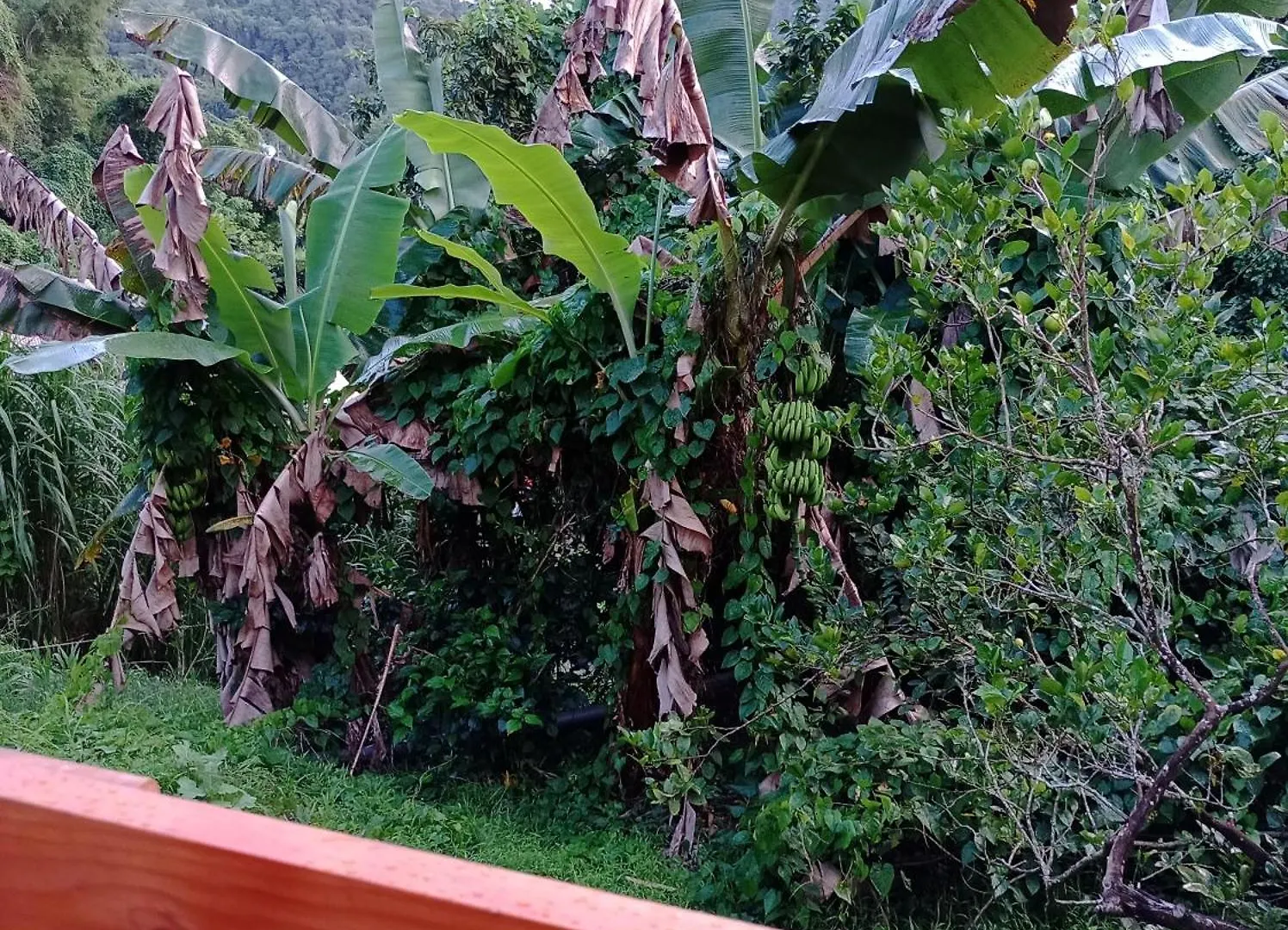 Le Planteur Apartment Riviere-Pilote Martinique